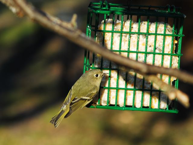 Ruby-crowned Kinglet